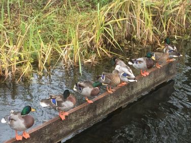 Ducks on Tiverton canal
