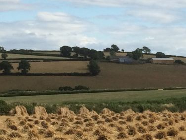 Wheat stocks on the farm