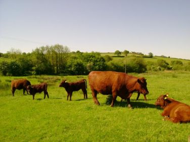 Ruby Devon cattle