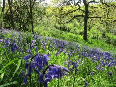 Bluebell walk on the farm