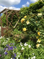 Roses Stable Lodge Garden