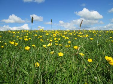 Glorious Devon countryside