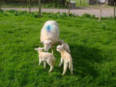 Ewe & lambs