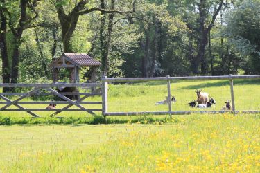 You can meet the goats over the fence, their paddock joins the cottage garden & field
