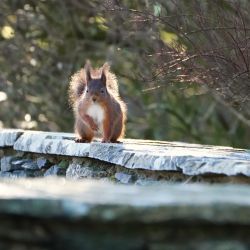 Red squirrel in the garden