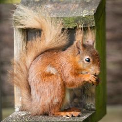 Haystore Our resident red squirrels