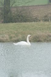 A Temporary Visitor to The Pond!