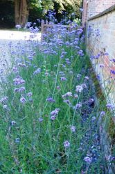 The Bees love the Verbena