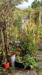 Plants outside conservatory in Autumn.