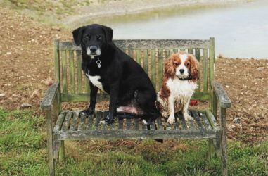 These 2 guests may have been for a swim in the pond!