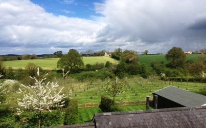 A Great View of the Orchard