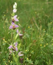 Bee orchid