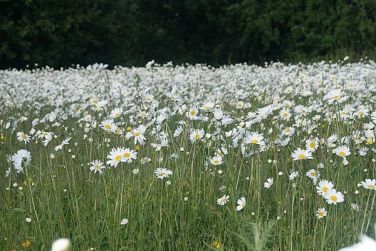 Our Wild flower meadow