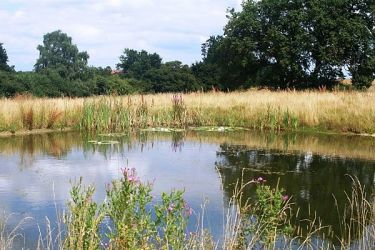 Wildlife pond