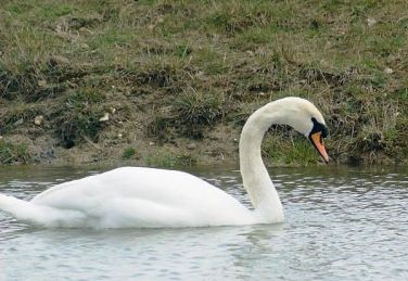 Swan on the pond
