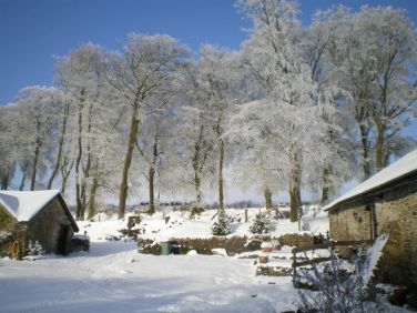 Wintershead in the winter