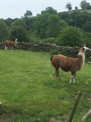 Llamas along Bridle path