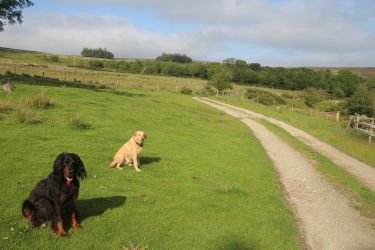 Dogs enjoying a walk along the bridle path