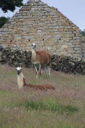 Llamas along the Bridle path