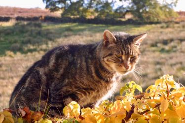 Diving Duckling Cottage