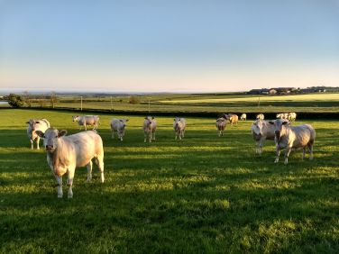 Our cattle enjoying the evening sunshine