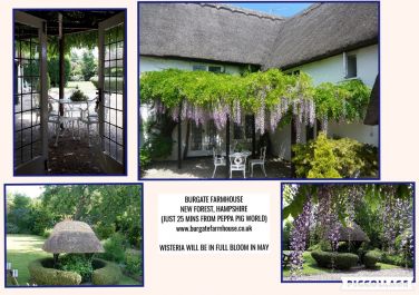 Collage of photos of wisteria (usually blooks in early/mid May)