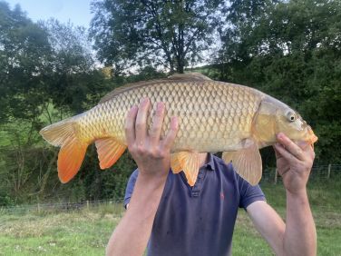 A large Carp caught at the lake