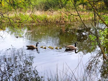 Canada geese with goslings on our lake
