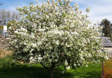 Pretty in the Summer months