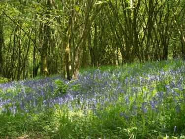 Bluebell walk