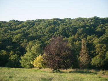 View to woods from bedroom 3