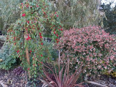Badgers Side garden