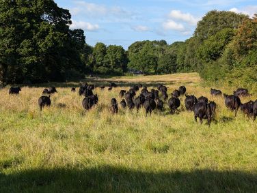 Working regenerative farm