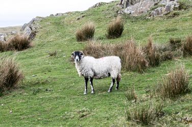 The locals!