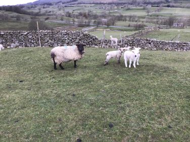 Spring in Bainbridge