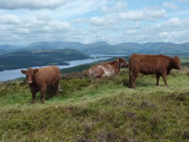 Cows on Gummers How