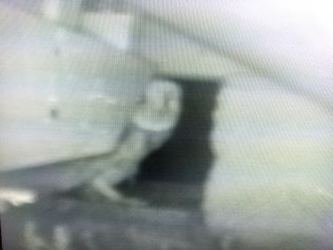 Barn owl as viewed from the camera within the nest box