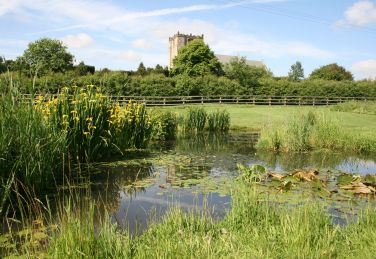 Our wildlife pond and St Michael & All Angels Norman church beyond