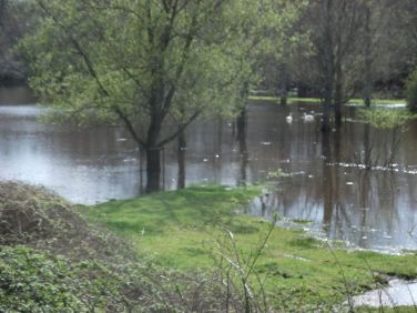 The meadow after a wet night