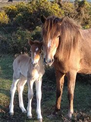 Our foresters roaming freely on the forest
