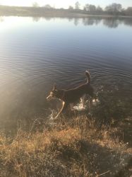 Enjoying  an early swim at &lsquo;Hatchet pond&rsquo;