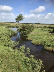 A short drive or 30 minute walk to the open forest