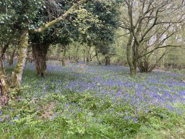 Roydon wood carpeted with Bluebells . Approximately 90 minutes circular walk from the accommodation