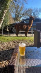 Happy memories . Churchill enjoying some sunshine at the Red Lion,