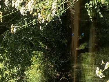 Dragonfly  playing on the river , just a short walk from the studio