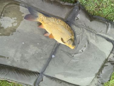 Carp