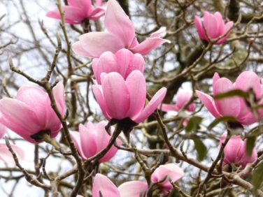 Magnolia campbellii March, Tregrehan Garden