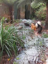Chicken on a bed of silver fern, Tregrehan Garden