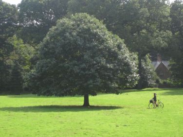 Tregrehan Parkland