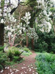Outer garden, Tregrehan Garden, March
